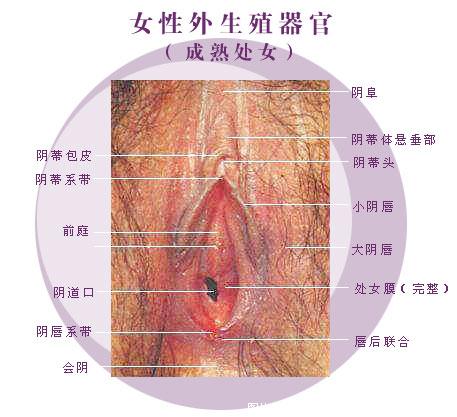 阴道图解： 真人阴道图解，阴道内部图解(点击浏览下一张趣图)