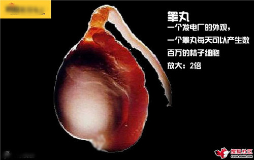 造人全过程图解：结婚晚上怎样造人(点击浏览下一张趣图)