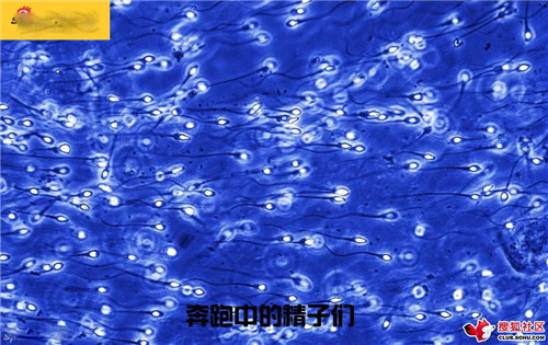 造人全过程图解：结婚晚上怎样造人(2)(点击浏览下一张趣图)
