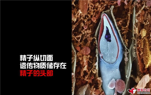 造人全过程图解：结婚晚上怎样造人(3)(点击浏览下一张趣图)