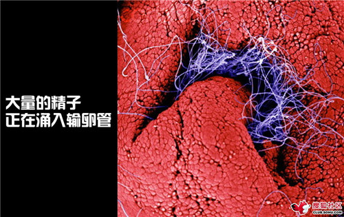 造人全过程图解：结婚晚上怎样造人(5)(点击浏览下一张趣图)