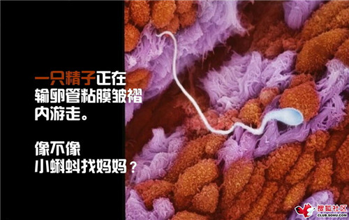 造人全过程图解：结婚晚上怎样造人(6)(点击浏览下一张趣图)
