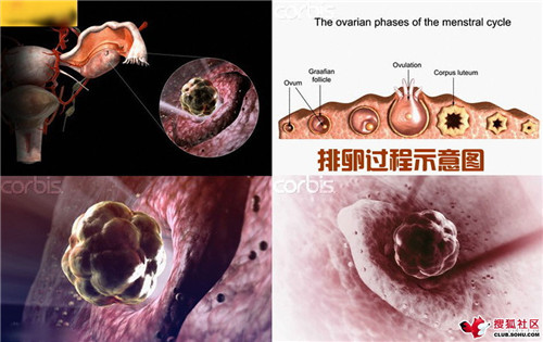 造人全过程图解：结婚晚上怎样造人(7)(点击浏览下一张趣图)