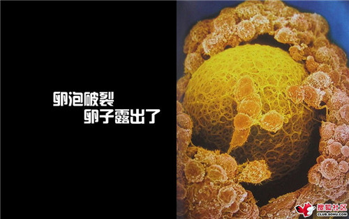 造人全过程图解：结婚晚上怎样造人(9)(点击浏览下一张趣图)