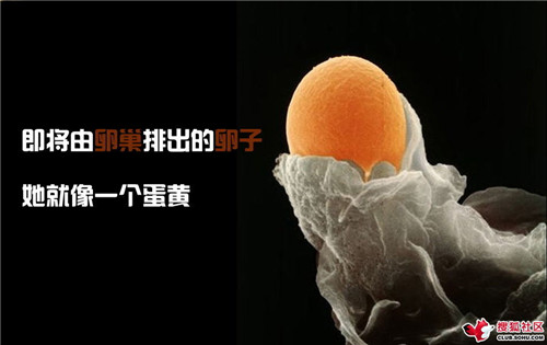 造人全过程图解：结婚晚上怎样造人(10)(点击浏览下一张趣图)