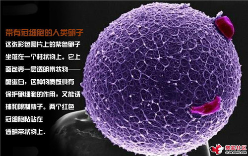 造人全过程图解：结婚晚上怎样造人(11)(点击浏览下一张趣图)