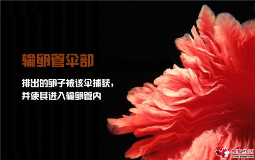 造人全过程图解：结婚晚上怎样造人(12)(点击浏览下一张趣图)