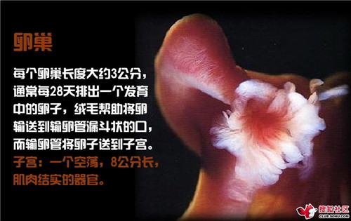 造人全过程图解：结婚晚上怎样造人(13)(点击浏览下一张趣图)