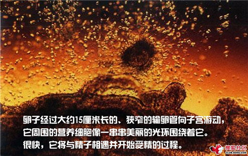 造人全过程图解：结婚晚上怎样造人(14)(点击浏览下一张趣图)