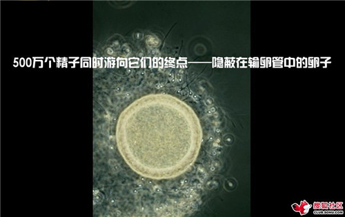 造人全过程图解：结婚晚上怎样造人(16)(点击浏览下一张趣图)