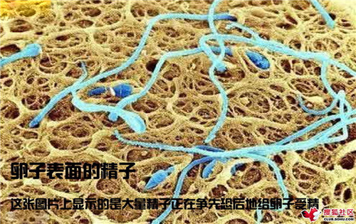 造人全过程图解：结婚晚上怎样造人(17)(点击浏览下一张趣图)