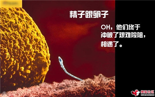 造人全过程图解：结婚晚上怎样造人(18)(点击浏览下一张趣图)