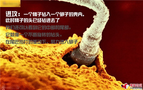 造人全过程图解：结婚晚上怎样造人(19)(点击浏览下一张趣图)
