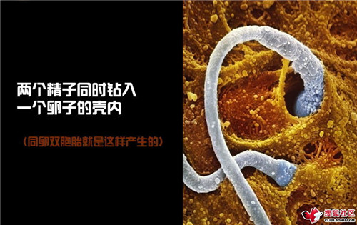 造人全过程图解：结婚晚上怎样造人(20)(点击浏览下一张趣图)