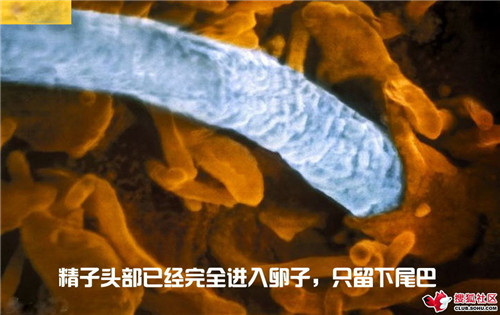 造人全过程图解：结婚晚上怎样造人(21)(点击浏览下一张趣图)