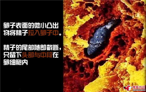 造人全过程图解：结婚晚上怎样造人(22)(点击浏览下一张趣图)