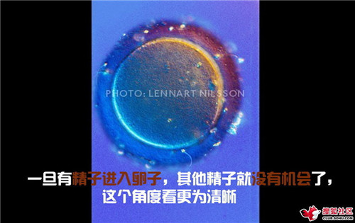 造人全过程图解：结婚晚上怎样造人(23)(点击浏览下一张趣图)