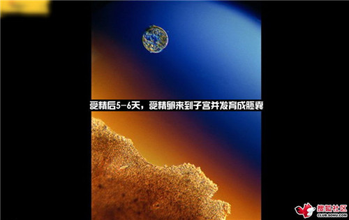 造人全过程图解：结婚晚上怎样造人(24)(点击浏览下一张趣图)