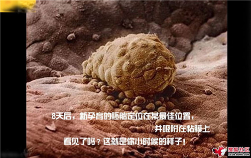 造人全过程图解：结婚晚上怎样造人(25)(点击浏览下一张趣图)