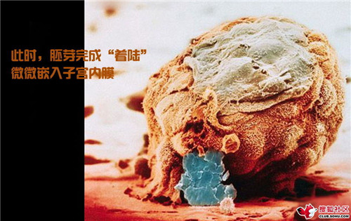 造人全过程图解：结婚晚上怎样造人(26)(点击浏览下一张趣图)