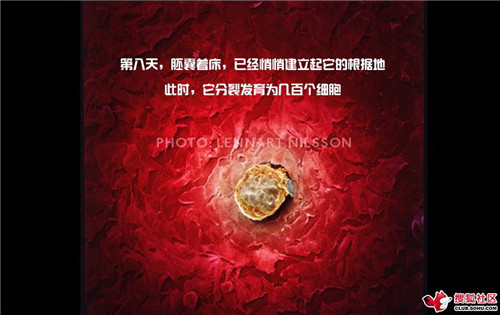 造人全过程图解：结婚晚上怎样造人(27)(点击浏览下一张趣图)