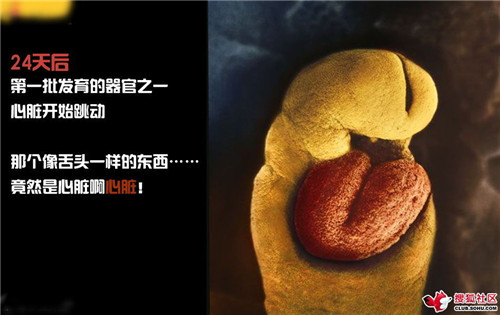 造人全过程图解：结婚晚上怎样造人(29)(点击浏览下一张趣图)