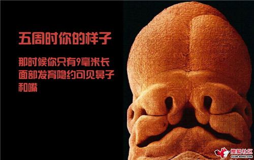 造人全过程图解：结婚晚上怎样造人(31)(点击浏览下一张趣图)