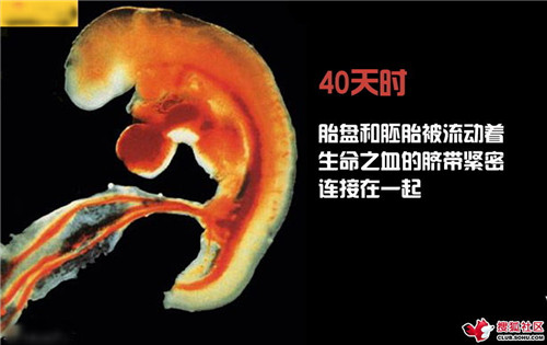 造人全过程图解：结婚晚上怎样造人(32)(点击浏览下一张趣图)