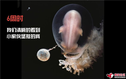 造人全过程图解：结婚晚上怎样造人(33)(点击浏览下一张趣图)