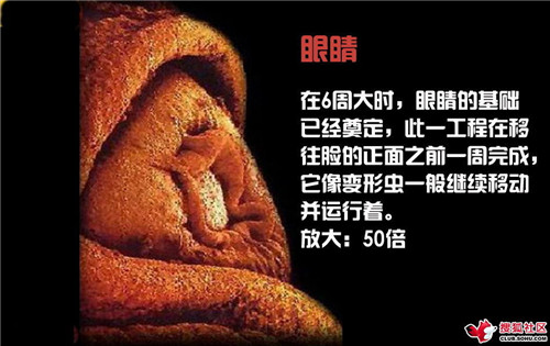 造人全过程图解：结婚晚上怎样造人(34)(点击浏览下一张趣图)