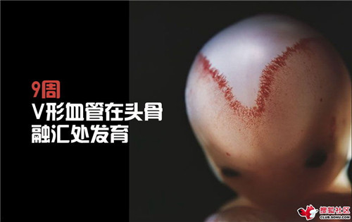 造人全过程图解：结婚晚上怎样造人(36)(点击浏览下一张趣图)