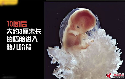 造人全过程图解：结婚晚上怎样造人(37)(点击浏览下一张趣图)