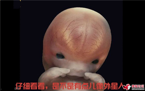 造人全过程图解：结婚晚上怎样造人(38)(点击浏览下一张趣图)