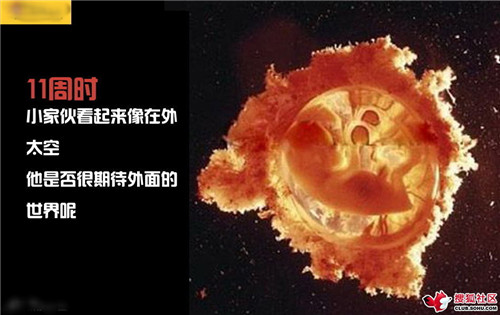 造人全过程图解：结婚晚上怎样造人(39)(点击浏览下一张趣图)