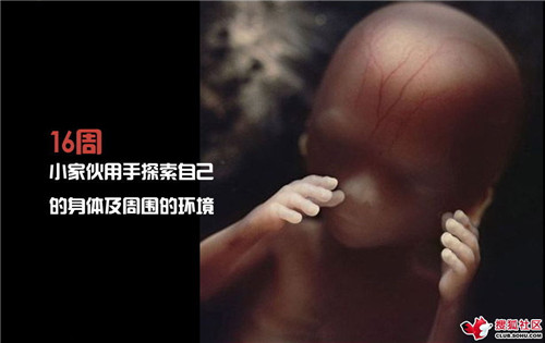 造人全过程图解：结婚晚上怎样造人(40)(点击浏览下一张趣图)