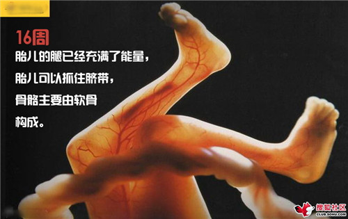 造人全过程图解：结婚晚上怎样造人(41)(点击浏览下一张趣图)