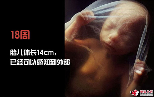 造人全过程图解：结婚晚上怎样造人(43)(点击浏览下一张趣图)