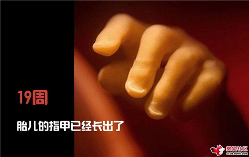 造人全过程图解：结婚晚上怎样造人(44)(点击浏览下一张趣图)
