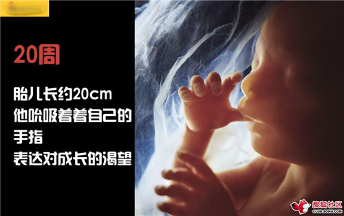 造人全过程图解：结婚晚上怎样造人(45)(点击浏览下一张趣图)