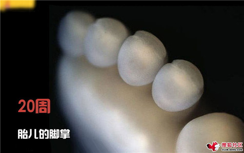 造人全过程图解：结婚晚上怎样造人(46)(点击浏览下一张趣图)