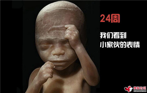 造人全过程图解：结婚晚上怎样造人(47)(点击浏览下一张趣图)