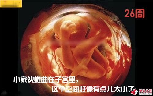 造人全过程图解：结婚晚上怎样造人(48)(点击浏览下一张趣图)