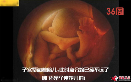 造人全过程图解：结婚晚上怎样造人(49)(点击浏览下一张趣图)