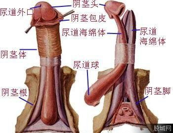 男人私长处啥样图片：男人的蛋是啥样图片图解(点击浏览下一张趣图)