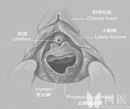 女性生殖器真人放大图图解(5)(点击浏览下一张趣图)