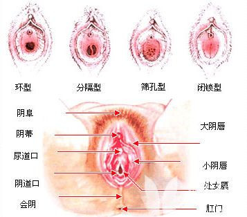 女性生殖器真人放大图图解(10)(点击浏览下一张趣图)