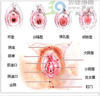 阴蒂图(点击浏览下一张趣图)