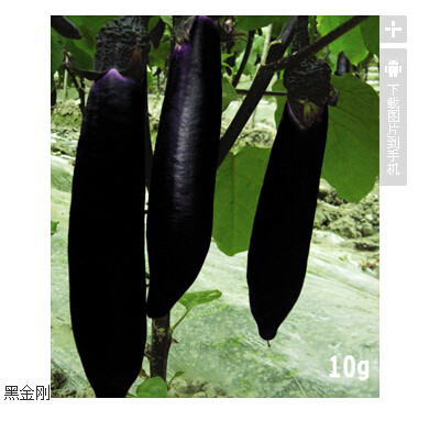男性十大名器详细图解(4)(点击浏览下一张趣图)