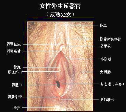 女性外阴(实图) 女人十大名器形状图(点击浏览下一张趣图)