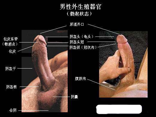 生殖器官图片 男外生殖器(实图)(点击浏览下一张趣图)